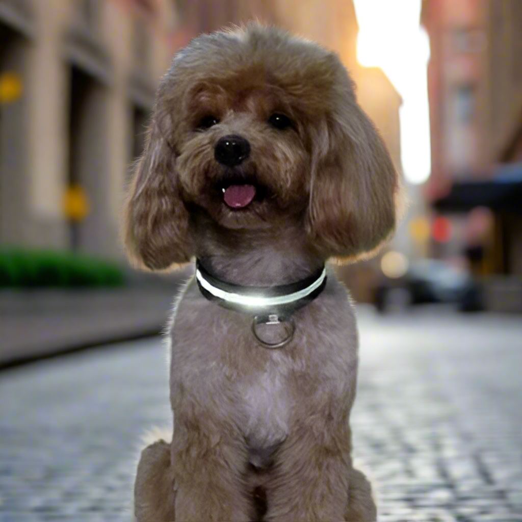Collier Chien LEDCollarDog™ Noir Securite Du Chien