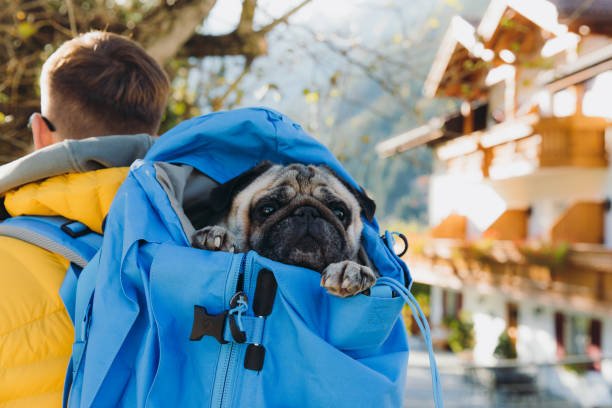 Sac à dos pour chien: transport pratique et sécuritaire - Securite Du Chien