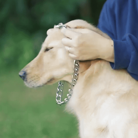 Collier de dressage pour chien
