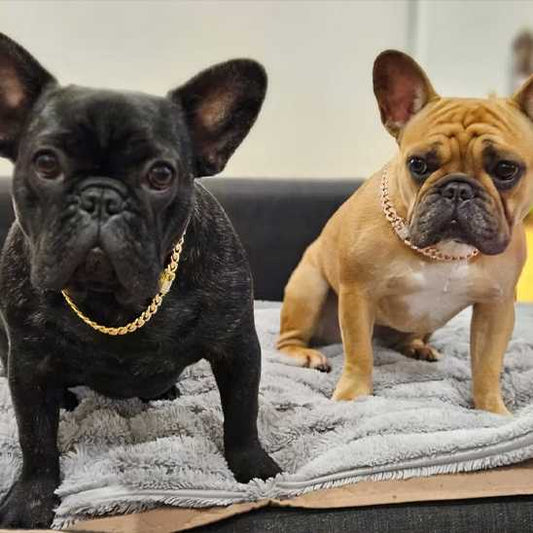 Collier chien - diamants - Securite Du Chien