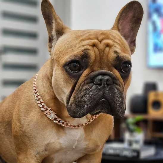 Collier chien - diamants - Securite Du Chien