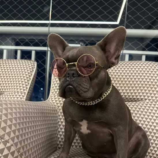 Collier chien - diamants - Securite Du Chien