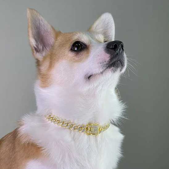 Collier chien - diamants - Securite Du Chien