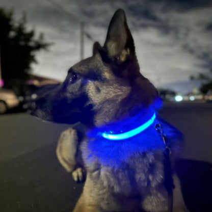 Collier Chien LEDCollarDog™ Bleu Securite Du Chien