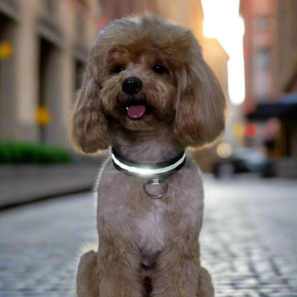 Collier Chien LEDCollarDog™ Noir Securite Du Chien