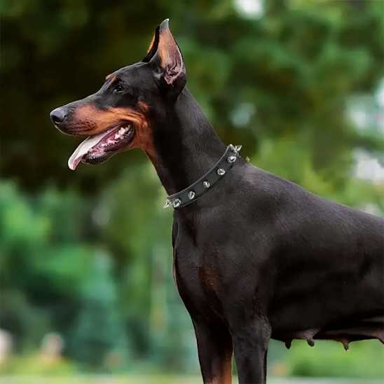 Collier chien - moderne à clous - Securite Du Chien