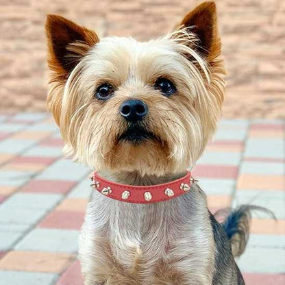 Collier chien - moderne à clous - Securite Du Chien