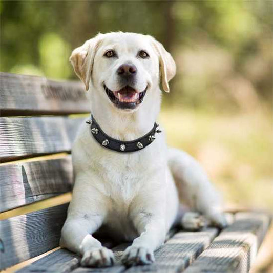 Collier chien - moderne à clous - Securite Du Chien
