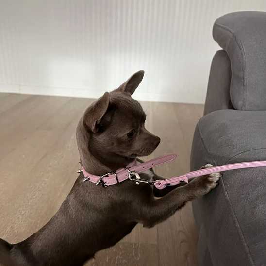 Collier chien - moderne à clous - Securite Du Chien