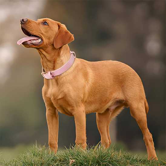Collier chien - rembourrés - Securite Du Chien