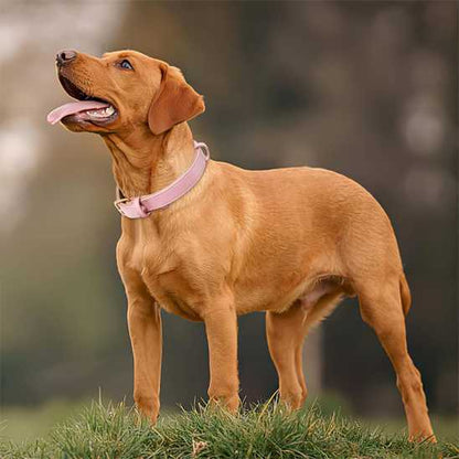 Collier chien - rembourrés - Securite Du Chien