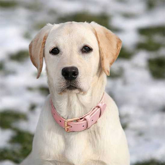 Collier chien - rembourrés - Securite Du Chien