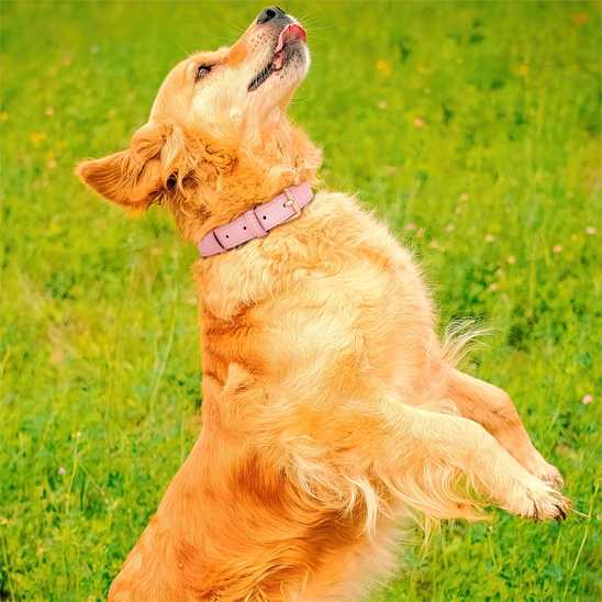 Collier chien - rembourrés - Securite Du Chien