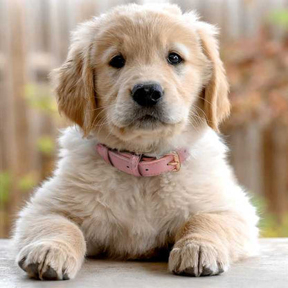 Collier chien - rembourrés - Securite Du Chien
