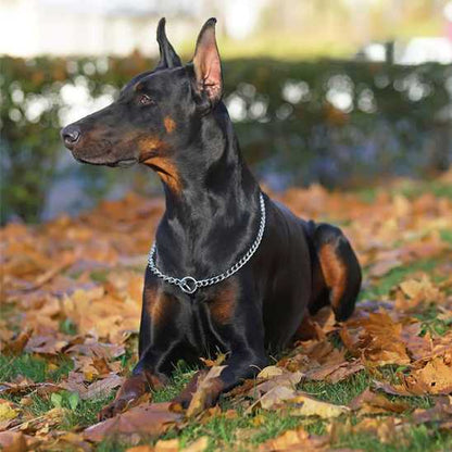 Collier de dressage pour chien - Securite Du Chien