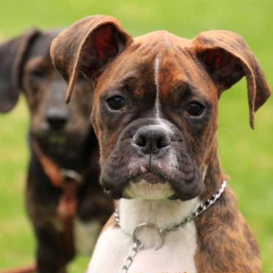 Collier de dressage pour chien - Securite Du Chien