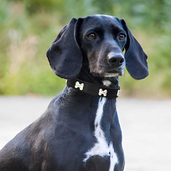 Collier pour chien - Clouté os - Securite Du Chien