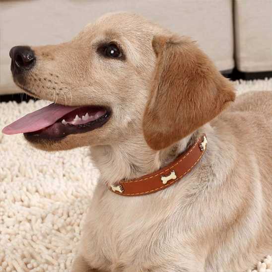 Collier pour chien - Clouté os - Securite Du Chien
