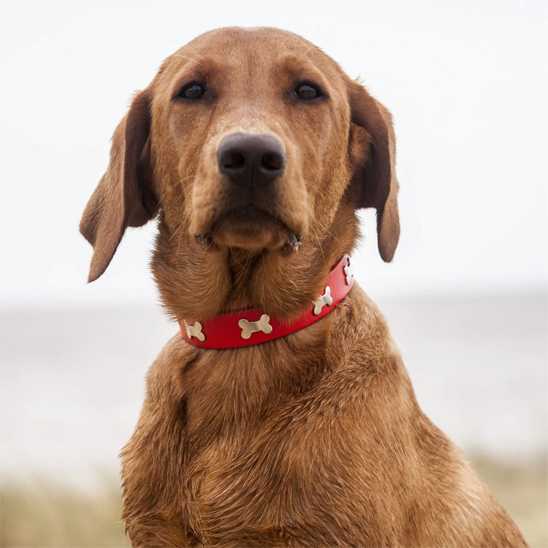 Collier pour chien - Clouté os - Securite Du Chien