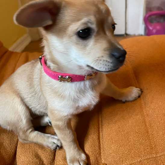 Collier pour chien - Clouté os - Securite Du Chien