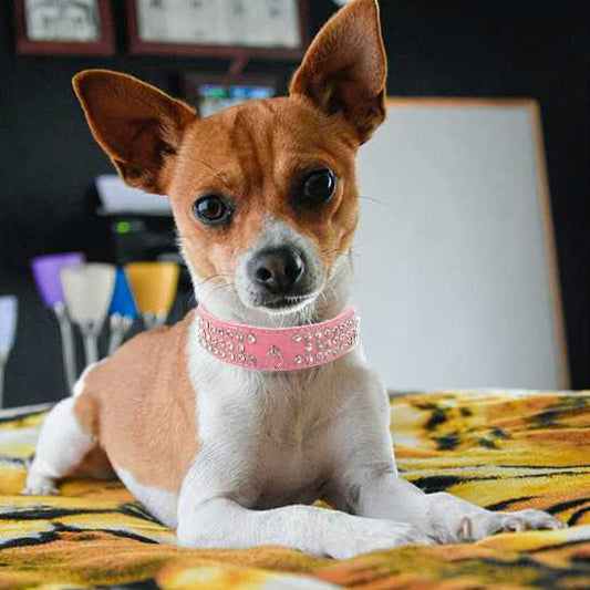 collier pour chien - strass - Securite Du Chien