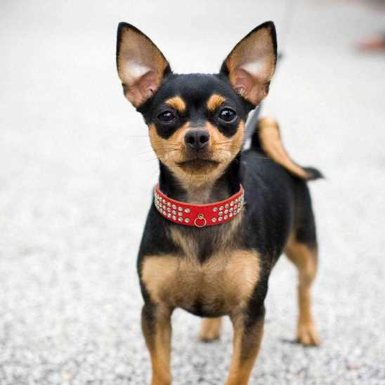collier pour chien - strass - Securite Du Chien