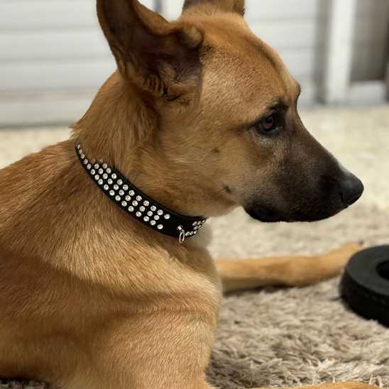 collier pour chien - strass - Securite Du Chien