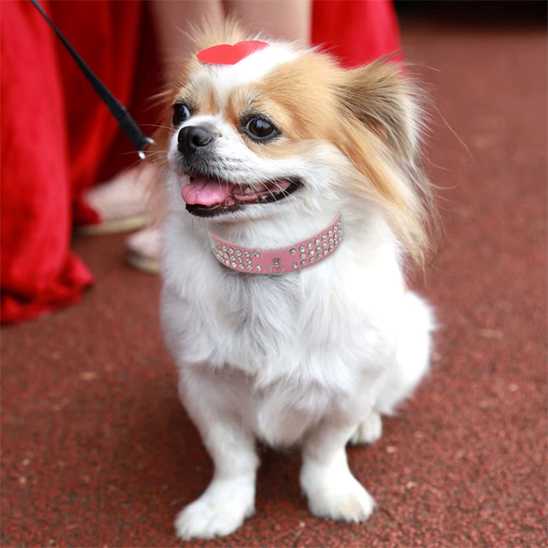 collier pour chien - strass - Securite Du Chien