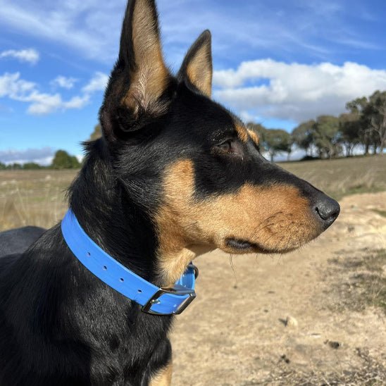 Le collier chien - confortable - Securite Du Chien