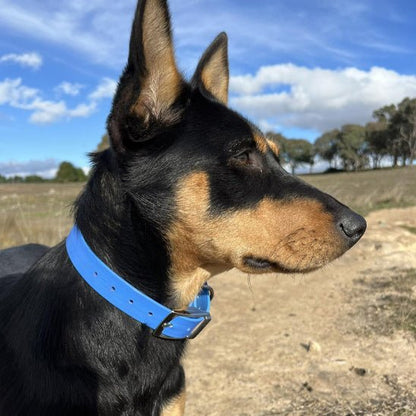 Le collier chien - confortable - Securite Du Chien