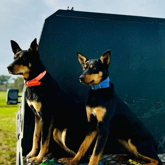 Le collier chien - confortable - Securite Du Chien