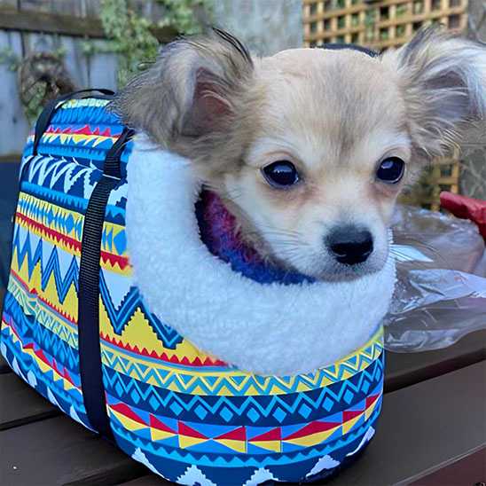 sac de transport chien colorer elegant